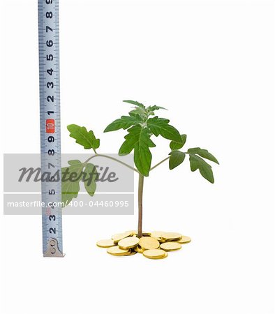 Plant sprouting from a pile of golden coins and tape measure (isolated) - concept for evaluating business growth