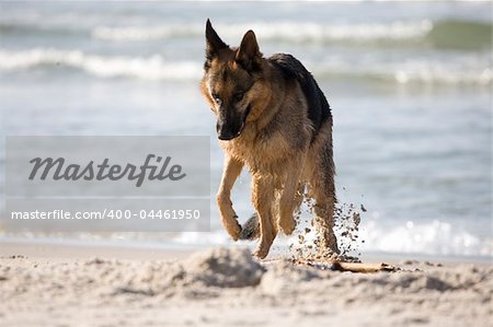 dog german shepherd play on the beach