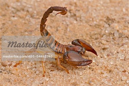 Aggressive scorpion in defensive position