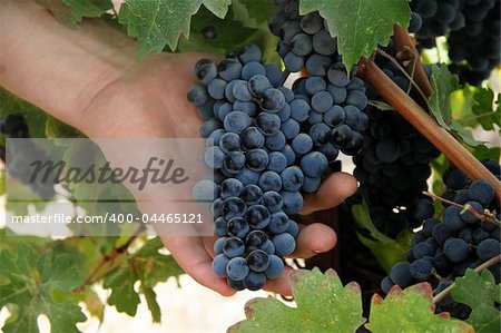 Red grapes hanging on a vine