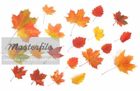 autumn background with many color leafs on the white background
