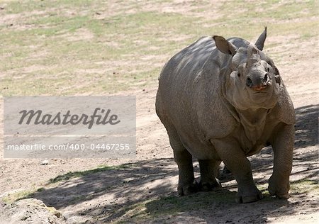 Rhino hiding in a shade