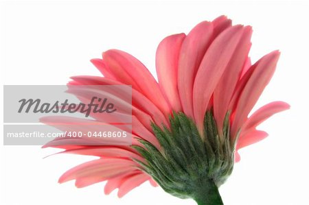 close up photo of pink gerbera on white background