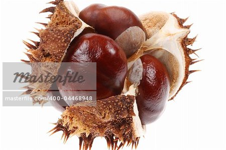 open horse chestnut isolated on a white background