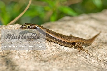 an eastern water skink lays warming itself on a rock