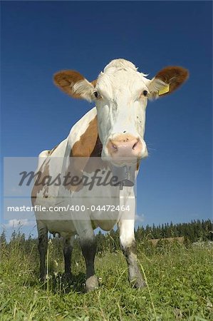 A Swiss dairy cow, with the traditional bell around her neck, high in the pastures of the Jura mountains. A little bit of mountain scenery can be seen behind.