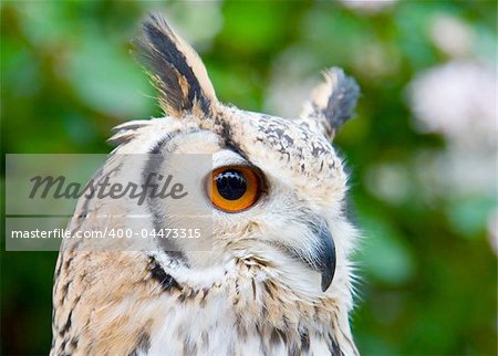 Portrait of a Rock Eagle owl (Bubo bengalensis)