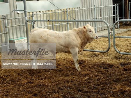 Bull of the breed Blonde d´Aquitaine