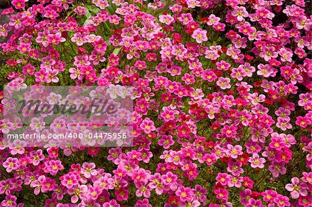 Purple Saxifrage (lat. Saxifraga oppositifolia) covering the rock.