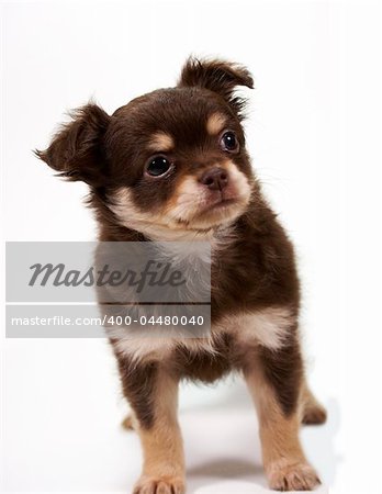 chihuahua puppy looking at camera on white background