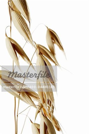 Oats in closeup against white background