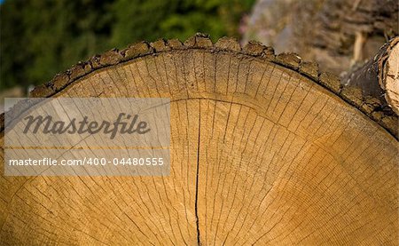 End view of cut tree showing wooden texture