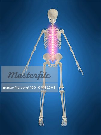 3d rendered anatomy illustration of a human skeleton with a painful spine