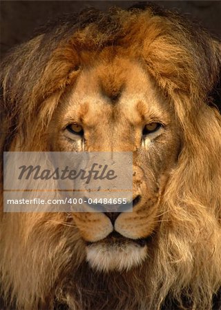 A portrait view of a male African Lion with exceptional mane, representing the typical Barbary Lion and looking much like the extinct Cape Lion.
