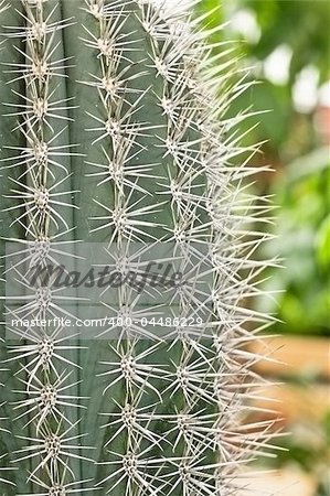 Big cactus with long and sharp spikes