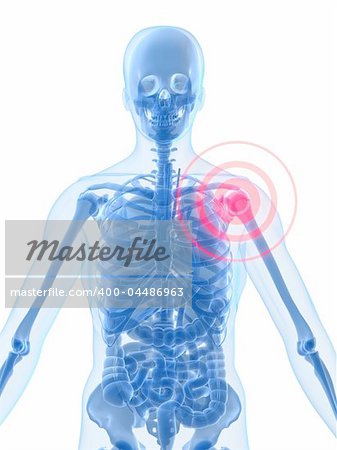 3d rendered anatomy illustration of a human skeletal shoulder with pain