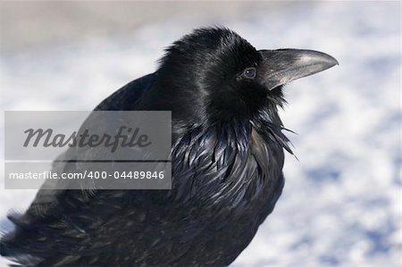 Raven in the snow, posing for the camera
