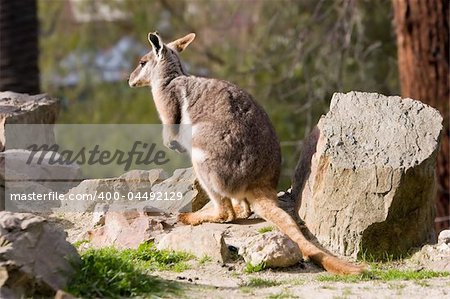 Rock wallaby looking around