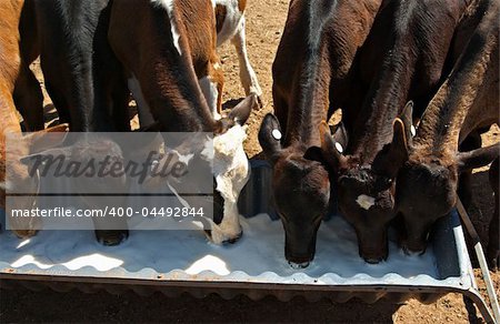 very young calves drinking milk from a trough
