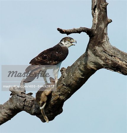 Martial Eagle after cathing a Cape Hare. Photo taken in South Africa.