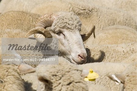 Domestic sheep from Macedonia