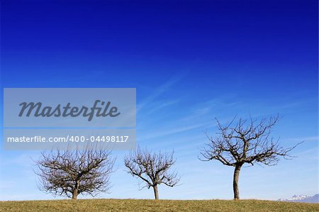 Three trees against a blue sky with plenty of copy space.