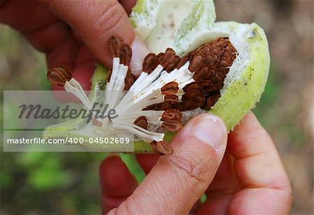 A milkweed seed pod is split open to reveal the many fibrous seed ready to be swept away by the wind