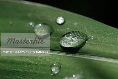 water droplet and leaf in the gardens