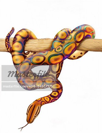 An airbrush painting of a colorful rainbow boa, from South America, by nature artist, Carolyn McFann.