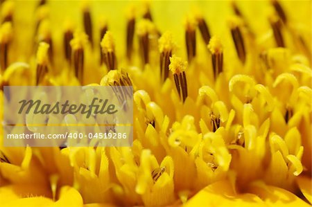 Macro close up shot of sunflower Helianthus annuus