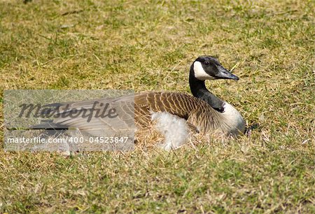 A canada goose lying in the sunny grass