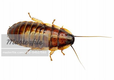 The African big cockroach on a white background