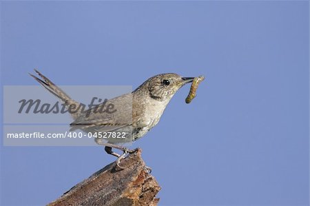 House Wren (troglodytes aedon) on a perch with a worm