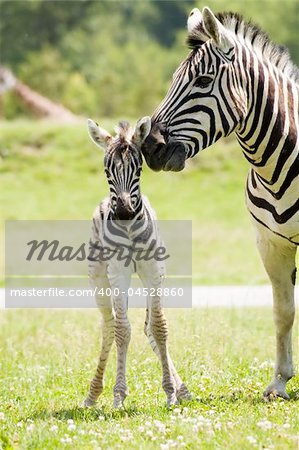 A mother zebra taking care of her baby