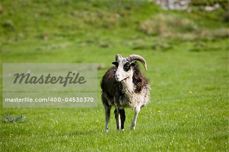 A sheep with horns in a green pasture