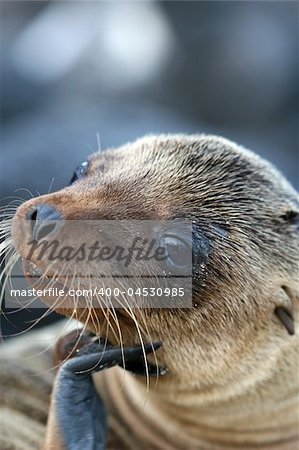 A young Sea Lion ponders the photographer