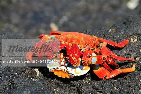 Two crabs mate on the Galapagos Islands, Ecuador