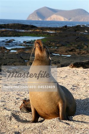 A female Sea Lion on the beach of the Galapagos Islands