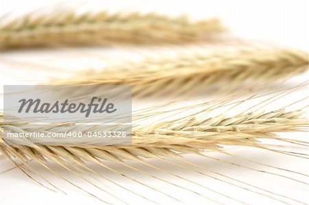 wheat isolated on white in studio