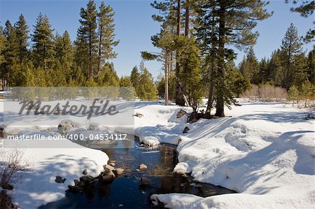 Forest area located in Lake Tahoe California