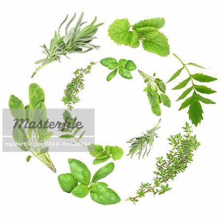 Herb garlands of basil, variegated sage, lavender, lemon balm, valerian (vallium substitue) and common thyme, over white background.