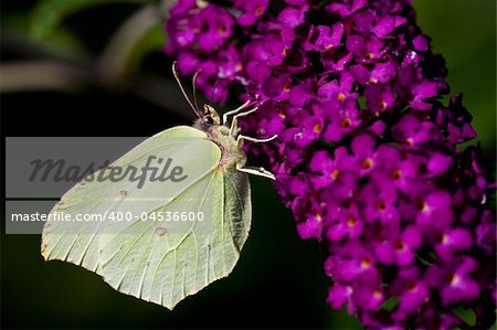 Brimestone Butterfly -  Gonepteryx  rhamni  on a purple summer lilac - buddleja davidii
