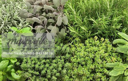 Organic growing herb selection, lavender, purple sage, rosemary, basil, common thyme, golden thyme and variegated sage