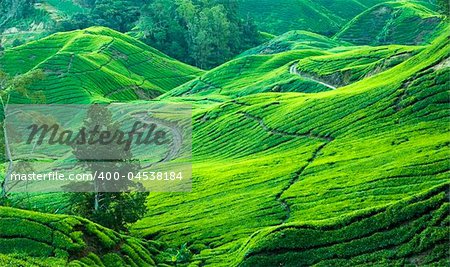 tea plantation view in morning