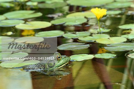 A Green bullfrog in a pond with lillypads