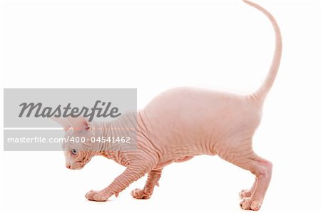 Young sphinx kitten on isolated white - bold and cute