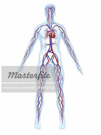 3d rendered anatomy illustration of a human body shape with cardiovascular system