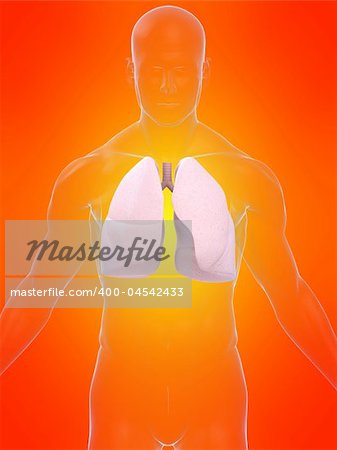 3d rendered anatomy illustration of a human body shape with lung