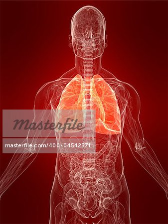 3d rendered anatomy illustration of a human body shape with marked lung