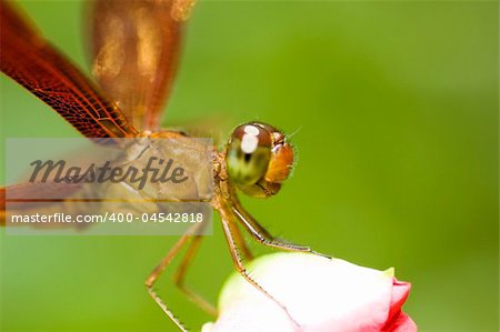 A dragonfly resting on a flower bud